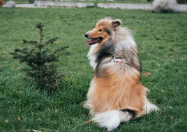 러프콜리/출처:어도비스톡