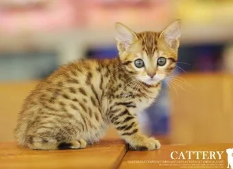 뱅갈고양이 유전병 털빠짐 무늬 수명 가격_12