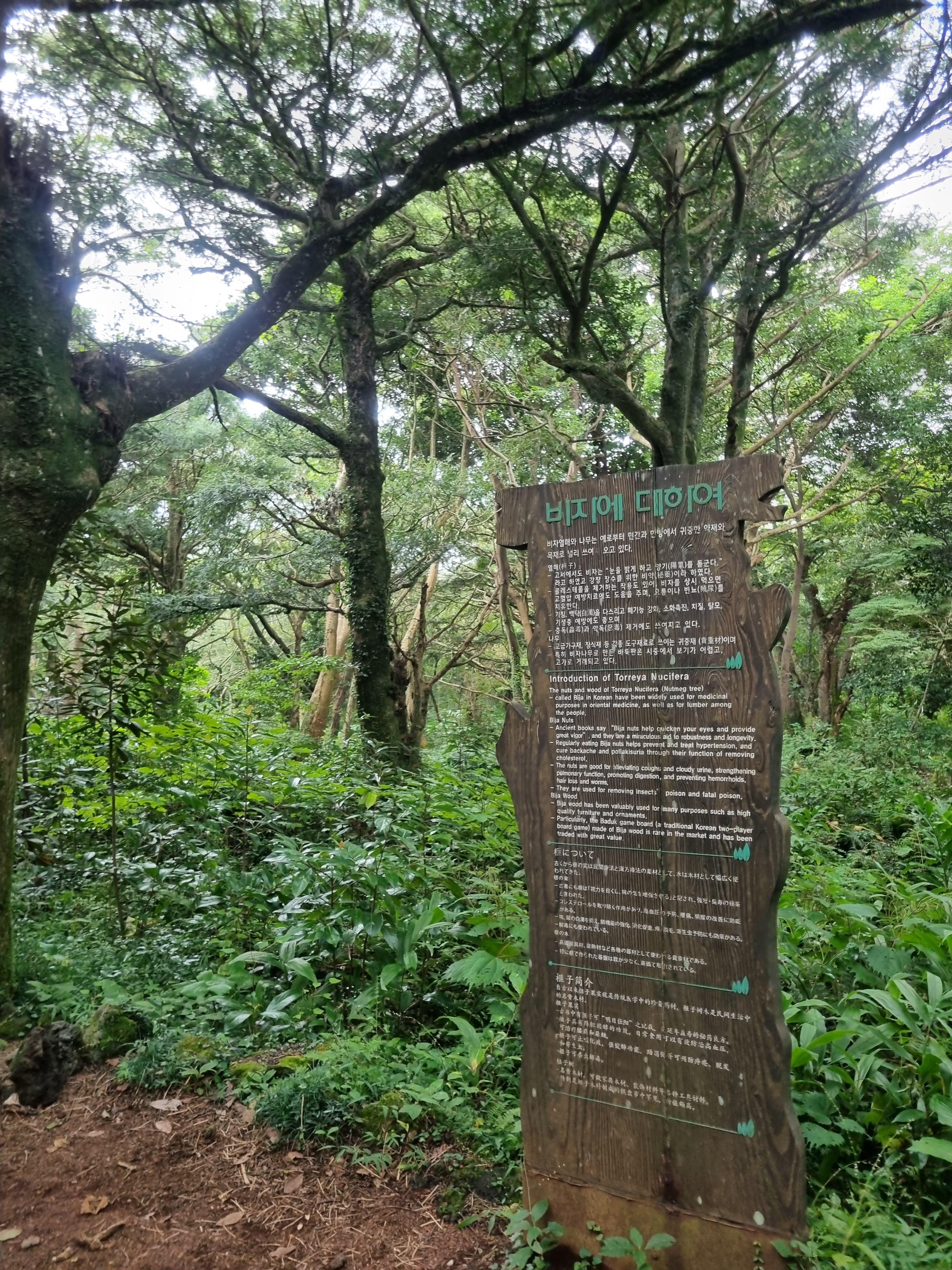 비자림