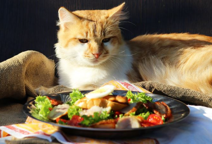 샐러드를 보고 있는 고양이.