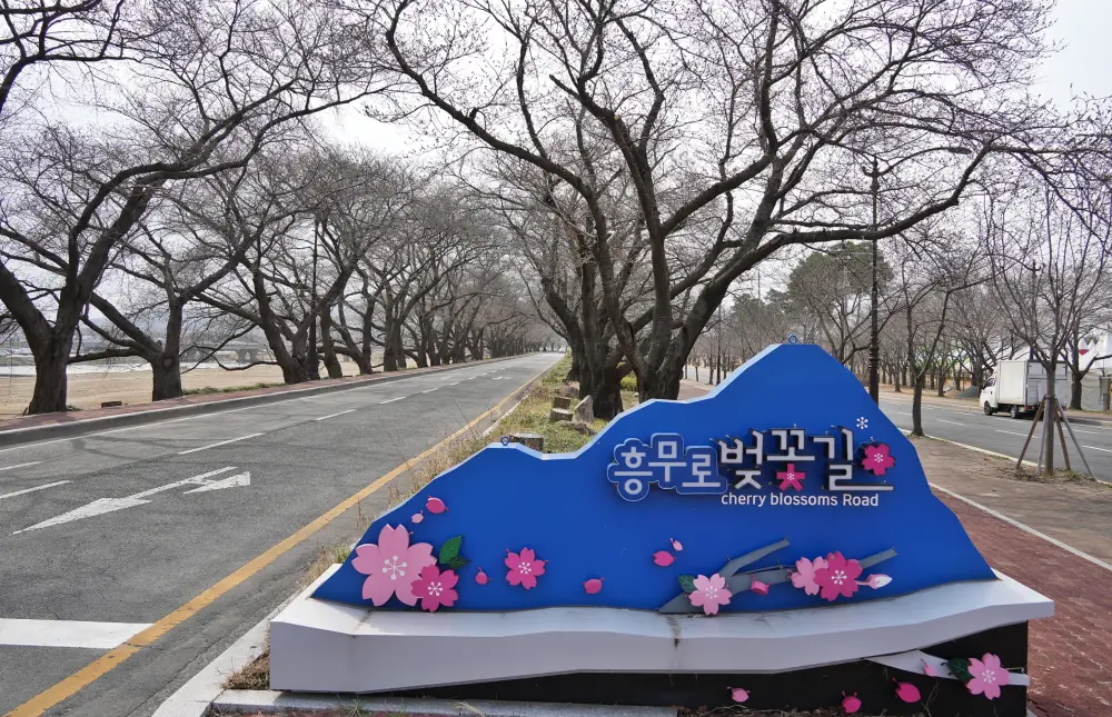 3월24일-경주-흥무로-벚꽃길