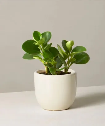 페페로미아 키우기 물주기 분갈이 빛관리 작고 예쁜 실내식물_37