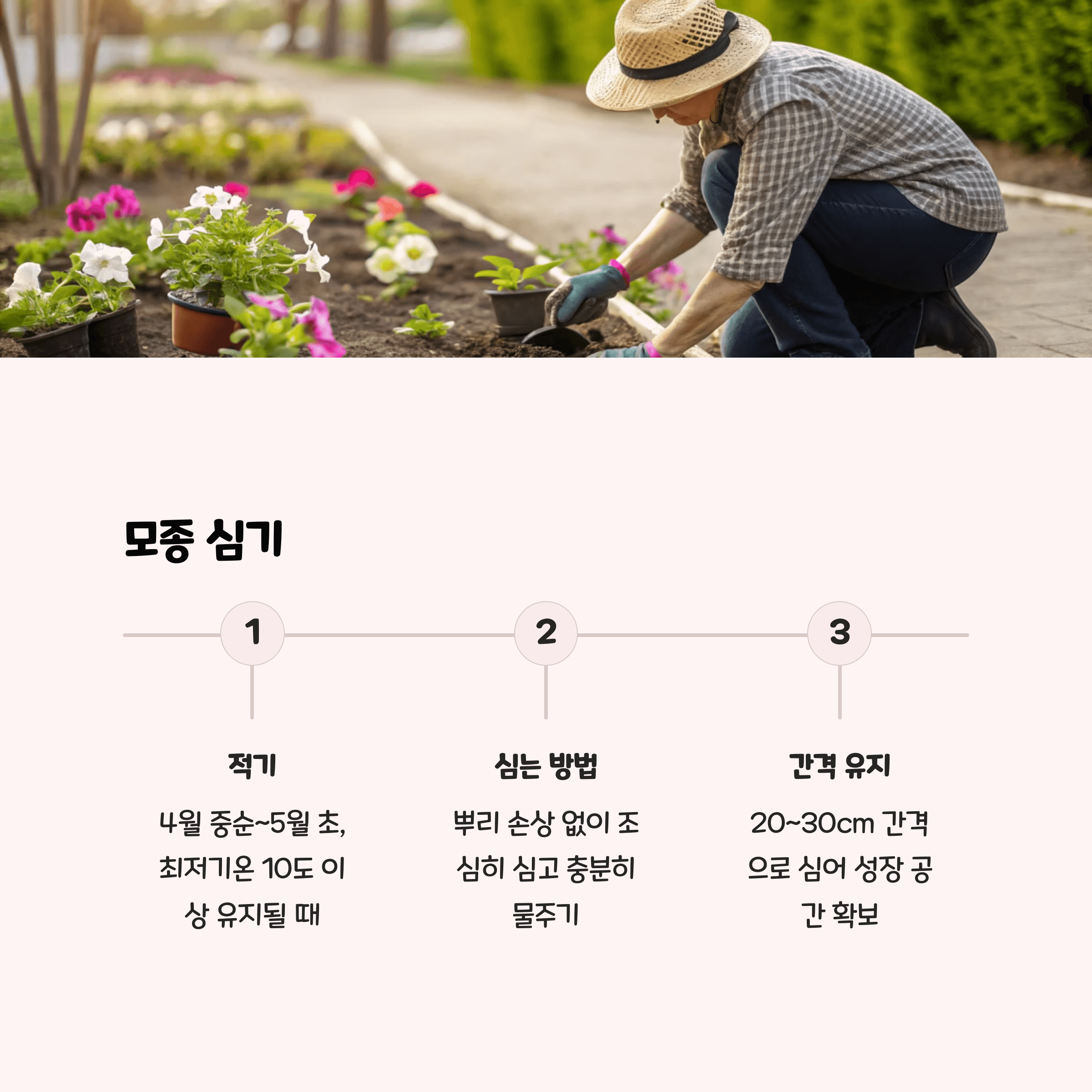 사피니아