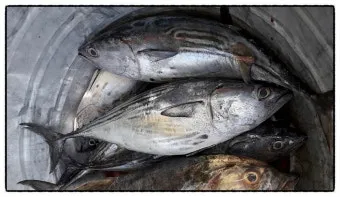 6월 제철 횟감 맛집 어디서 먹는 게 가장 맛있을까요 지역별 상세 추천_7