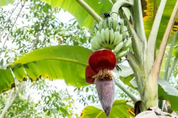 바나나 효능 및 영양소&amp;#44; 부작용