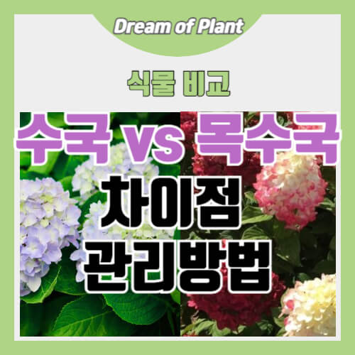 수국과 목수국의 차이점 썸네일 이미지