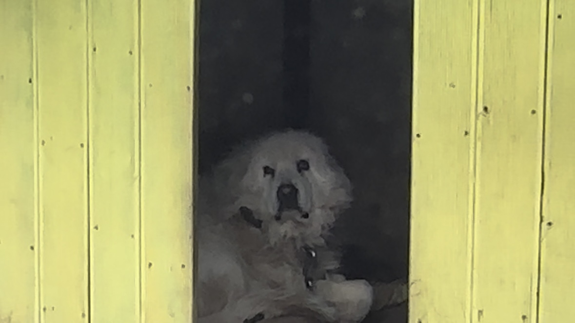 양주에서만난개