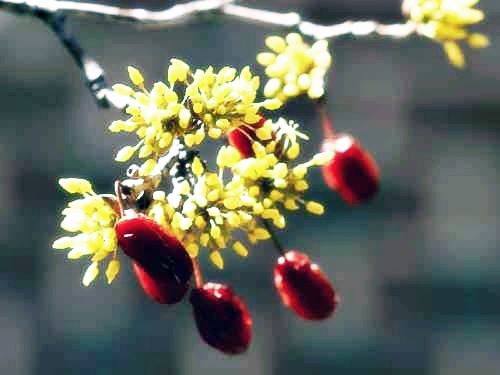 산수유 효능_혈관건강