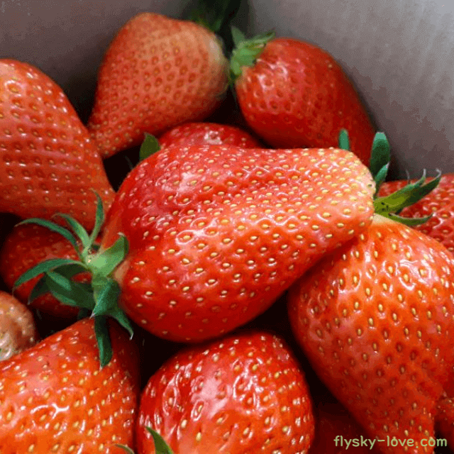 킹스베리 딸기 효능