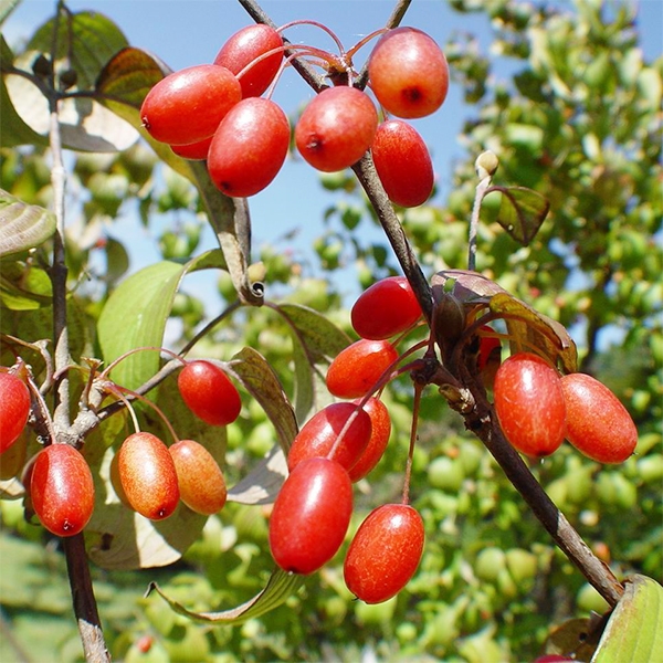 산수유효능