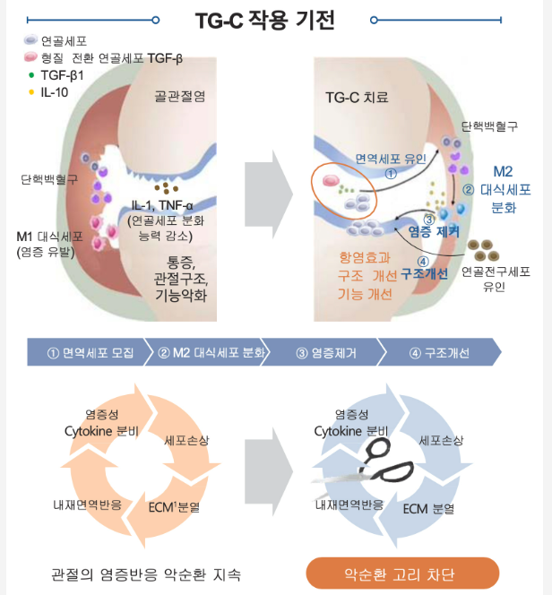 코오롱티슈진 인보사 작용기전
