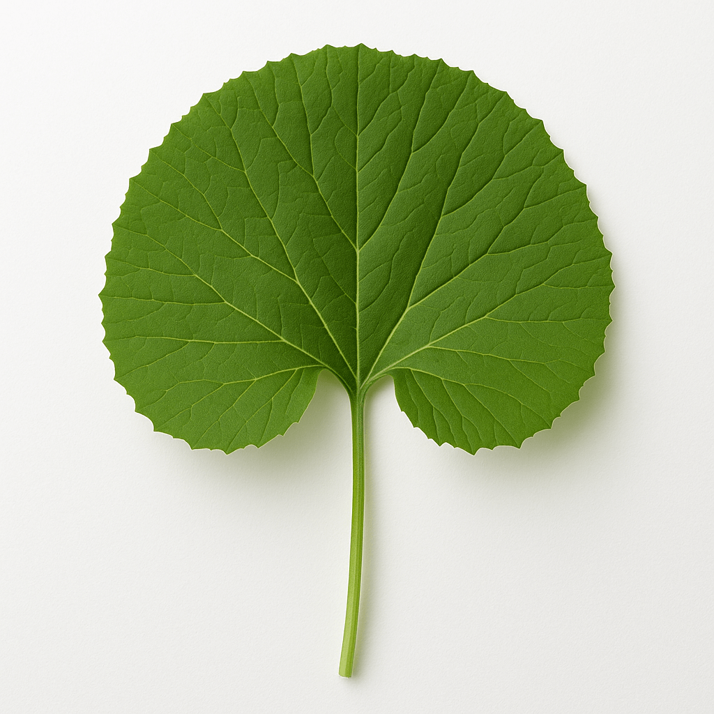 6시내고향 곰취 충북 괴산 산지 직송 구매방법 안내