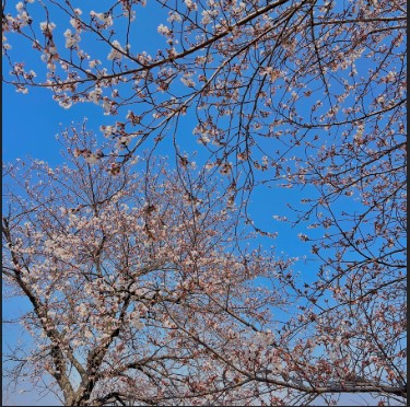 만경강 벚꽃길3