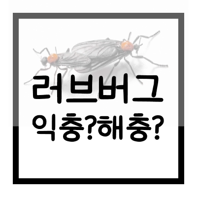 러브버그-익충