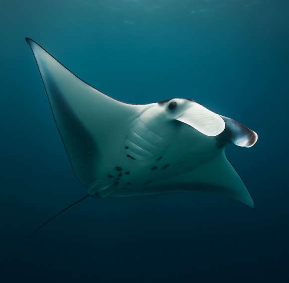 바다를 유영하는 거인, 맨타가오리 (소개, 이동 경로, 생존 지혜)