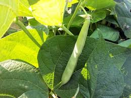 조선시대 파주 역사여행: 파주 장단콩 이야기 – 조선의 밥상에서 현대의 건강식으로