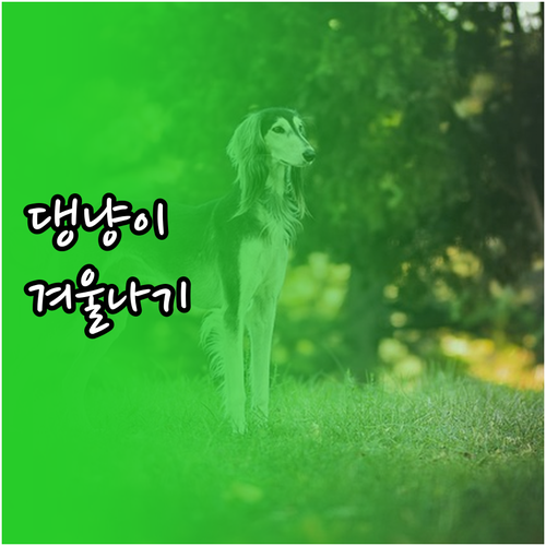 반려견, 반려묘 겨울나기 핵심: 실내..