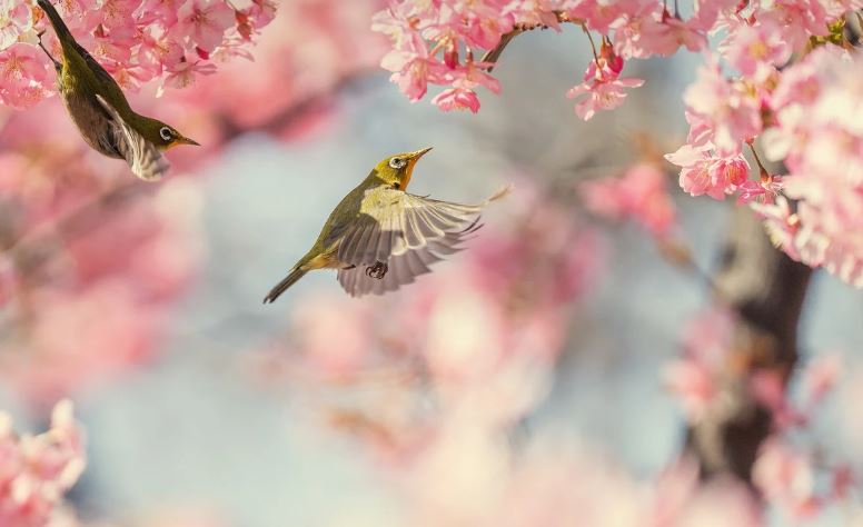 2024년 일본 벚꽃 절정시기, 가성비 최고 항공권 &amp; 숙소 예약 방법 총정리