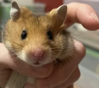 햄스터 한밤중에 집을 탈출하려는 이유 관리_17