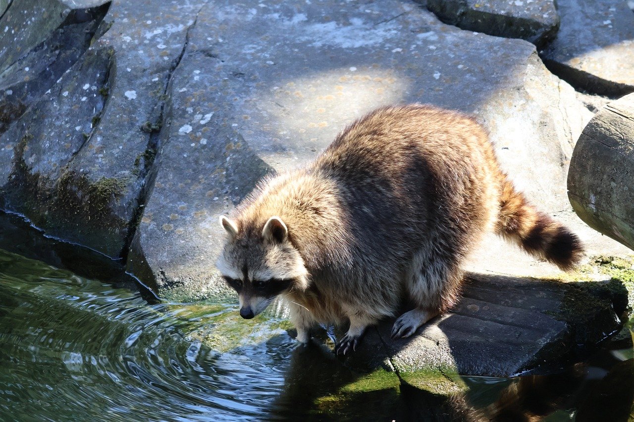 개울가의 라쿤의 모습