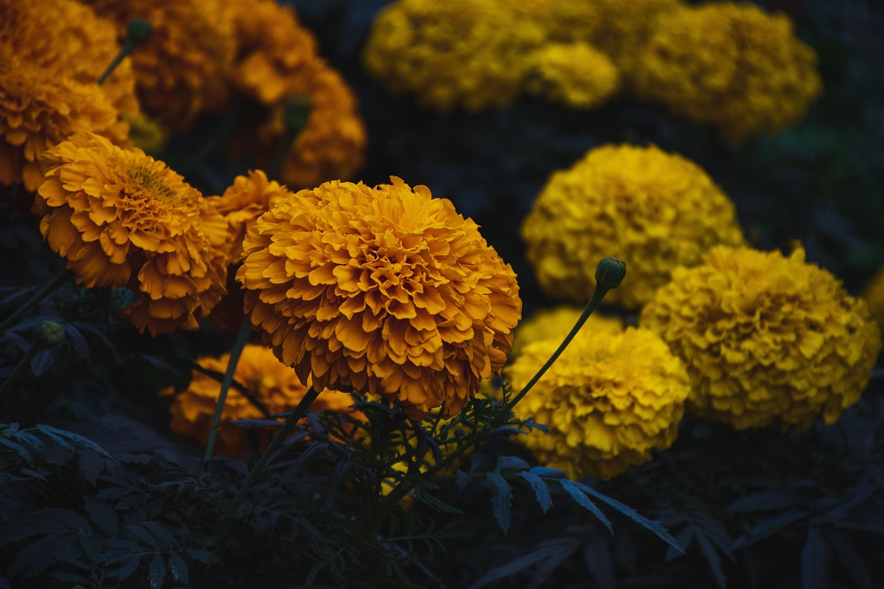 금잔화(Marigold)