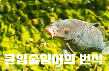 라베오로히타 큰입술잉어 번식