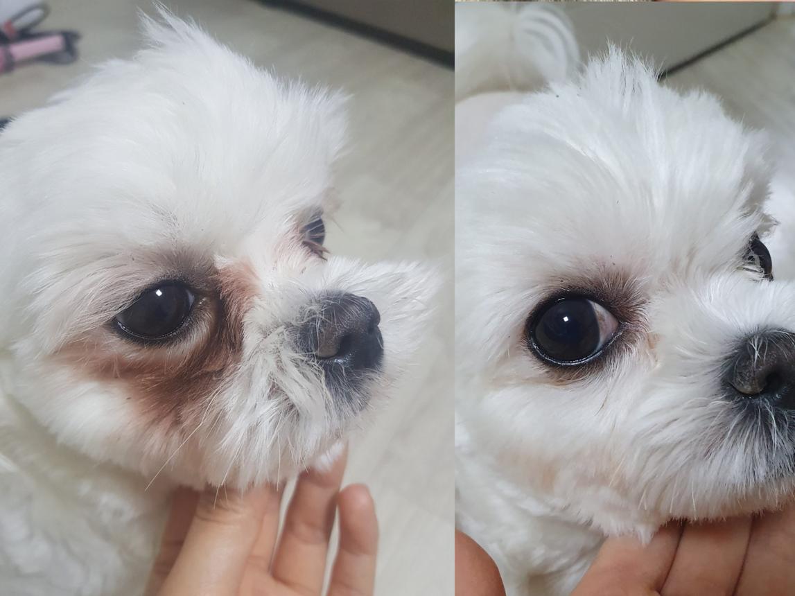 반려견 눈물 자국 관리 방법