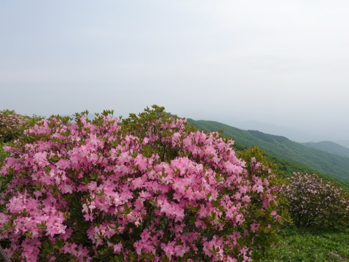 소백산 철쭉이미지