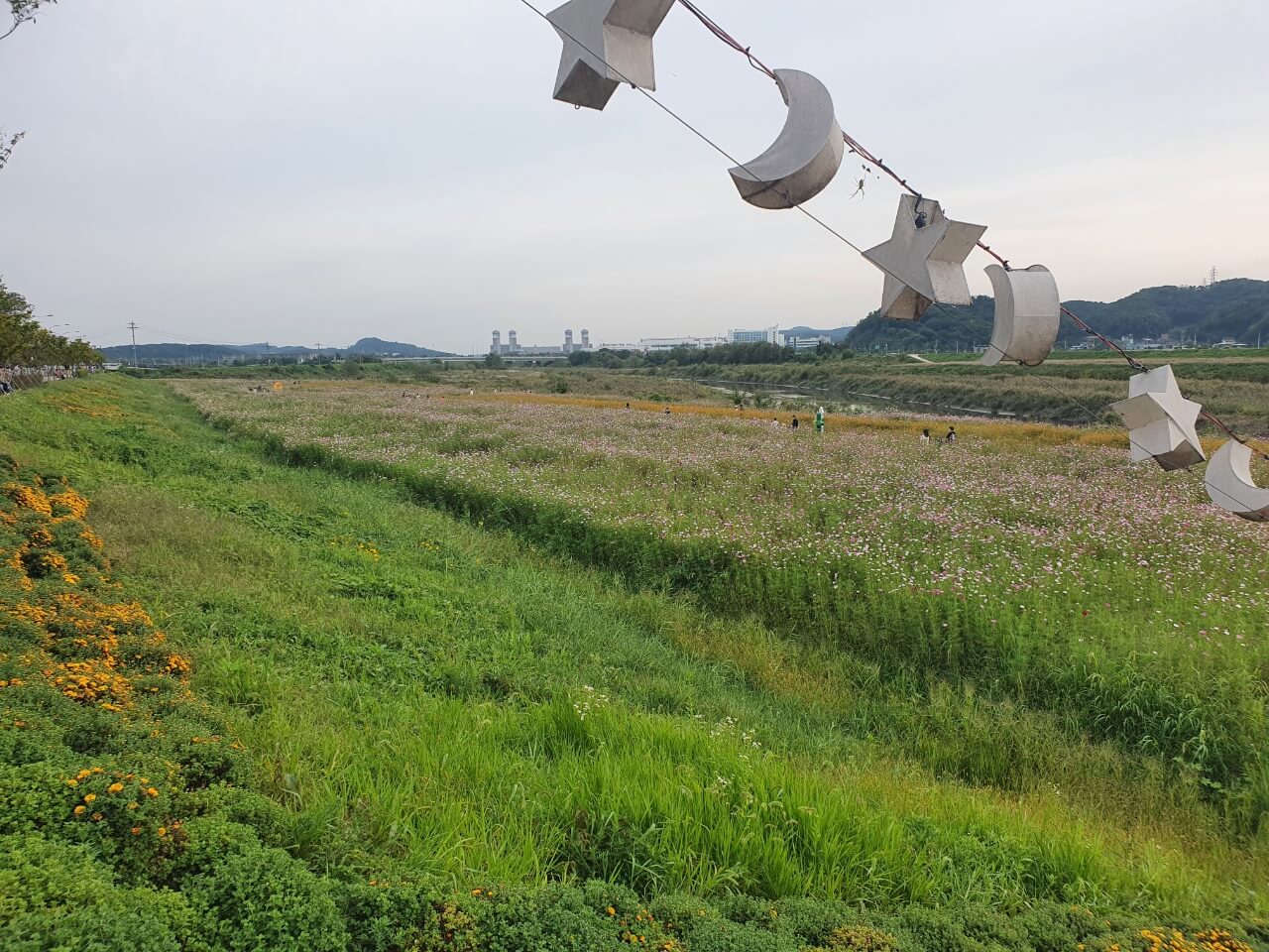 만발한코스모스