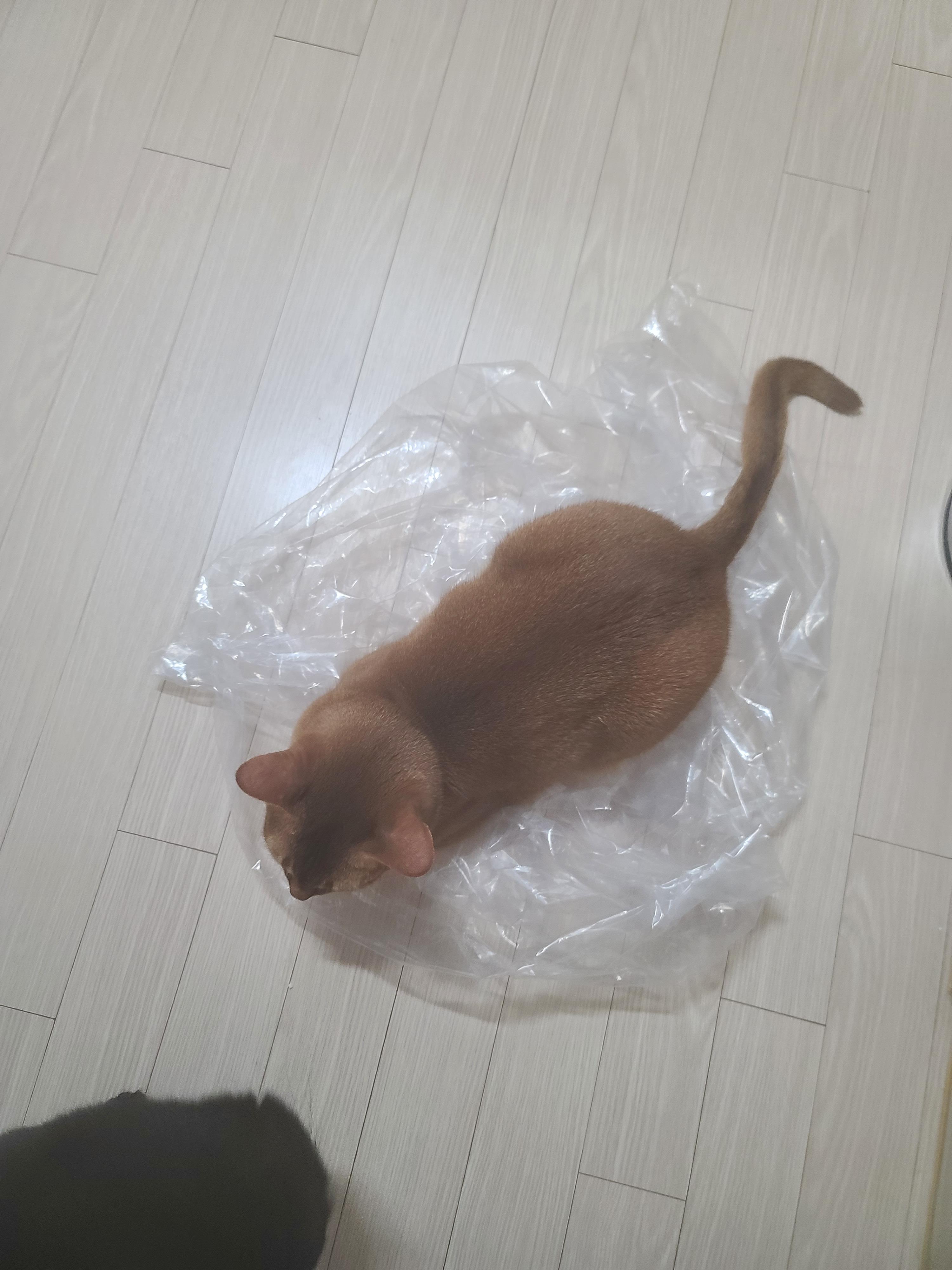 카리스마 있는 서열1위 루나도 어쩔수 없는 고양이였다!