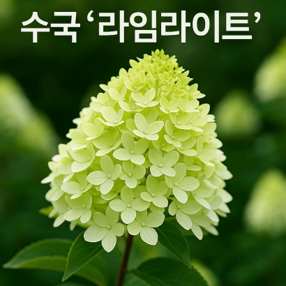 연두빛에서 핑크빛까지, 수국 ‘라임라이트’