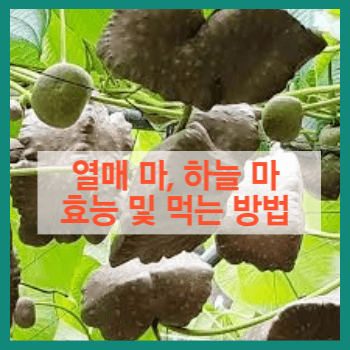 열매 마, 하늘마 효능 및 먹는 방법