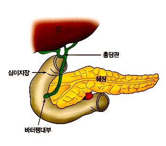 췌장2