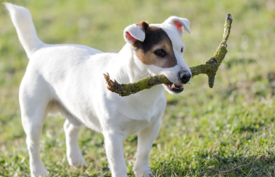 범띠와-잘맞는띠