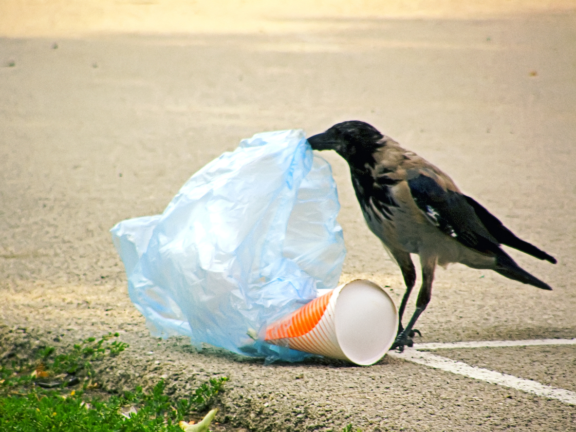 미생물과 생태계가 만드는 플라스틱 해법