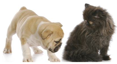 고양이