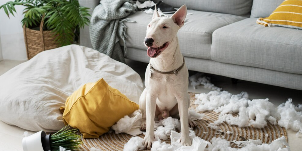 강아지 똥먹는 이유 3