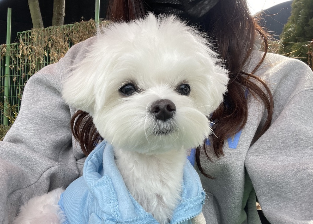 분리불안을-겪어-주인-품에-안겨있는-강아지