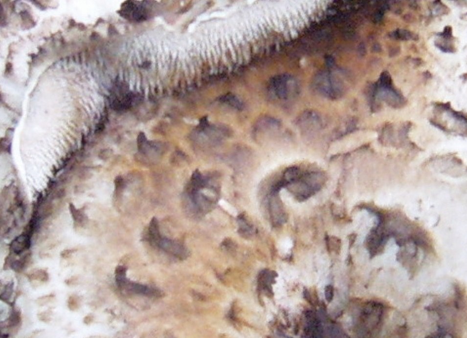 능이버섯 채취시기