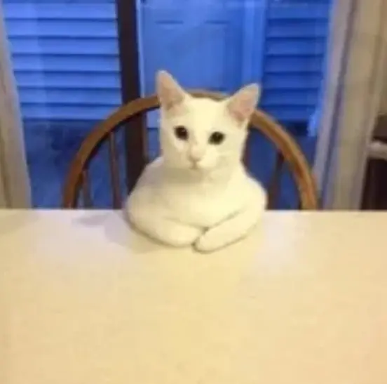 엄숙한 고양이