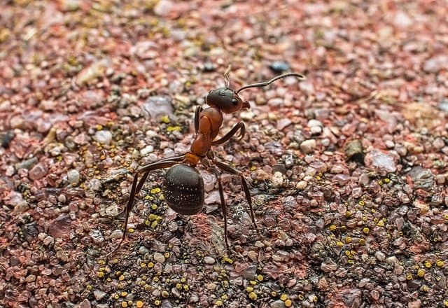 곤충 유충의 탈피 과정이 주변 미생물 군집에 미치는 화학적 변화