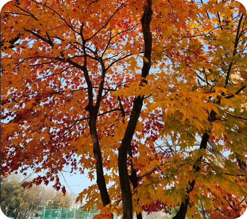 김해 장유 갑오마을 10단지 앞 가을 단풍 [사진=아이올렛]
