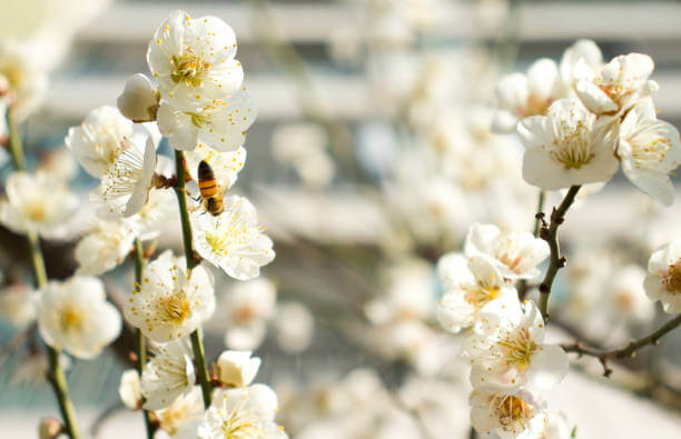 2024년 광양 매화축제 안내. 축제기간&amp;#44; 행사안내&amp;#44; 주차장&amp;#44; 무료셔틀