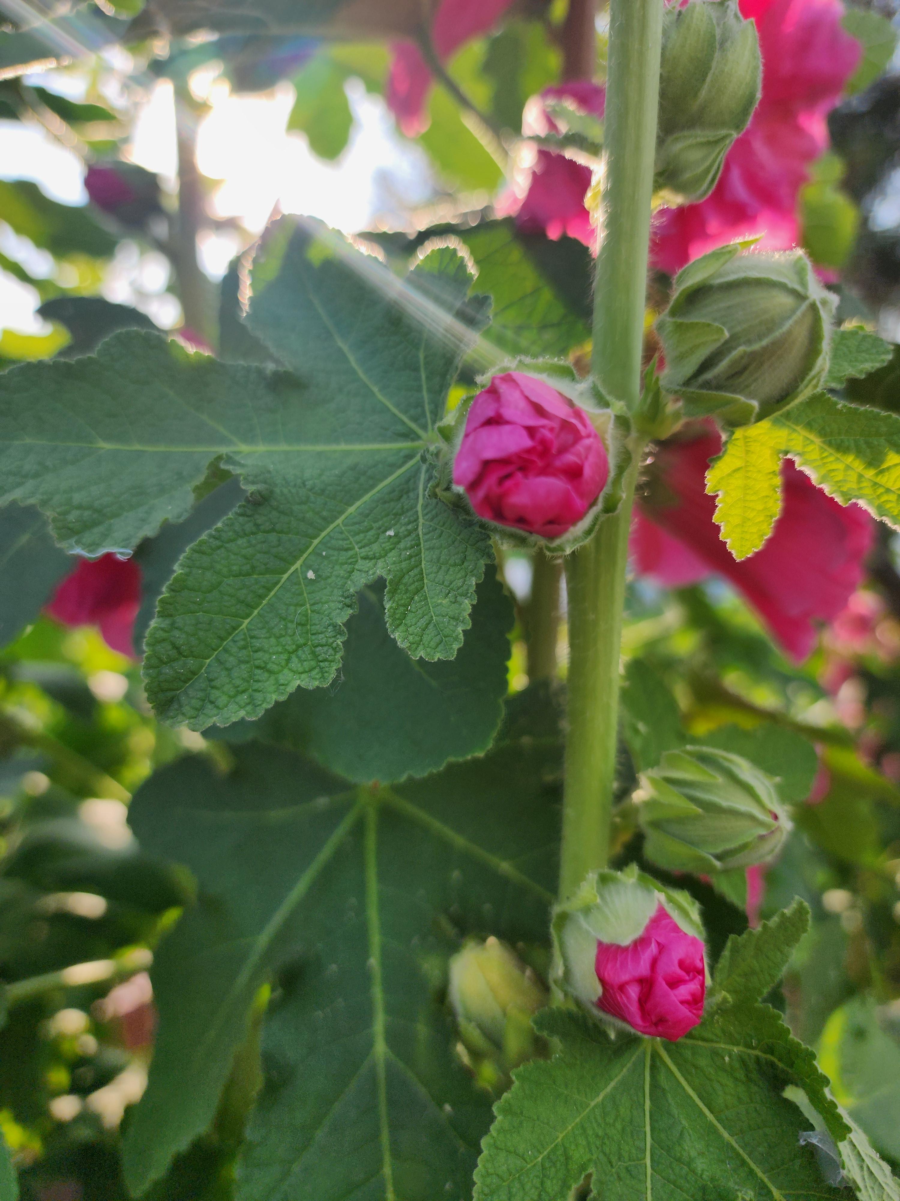 꽃말&amp;#44; 이름 유래&amp;#44; 특징&amp;#44; 파종 시기&amp;#44; 개화 시기&amp;#44; 재배 방법&amp;#44; 무궁화와 차이점