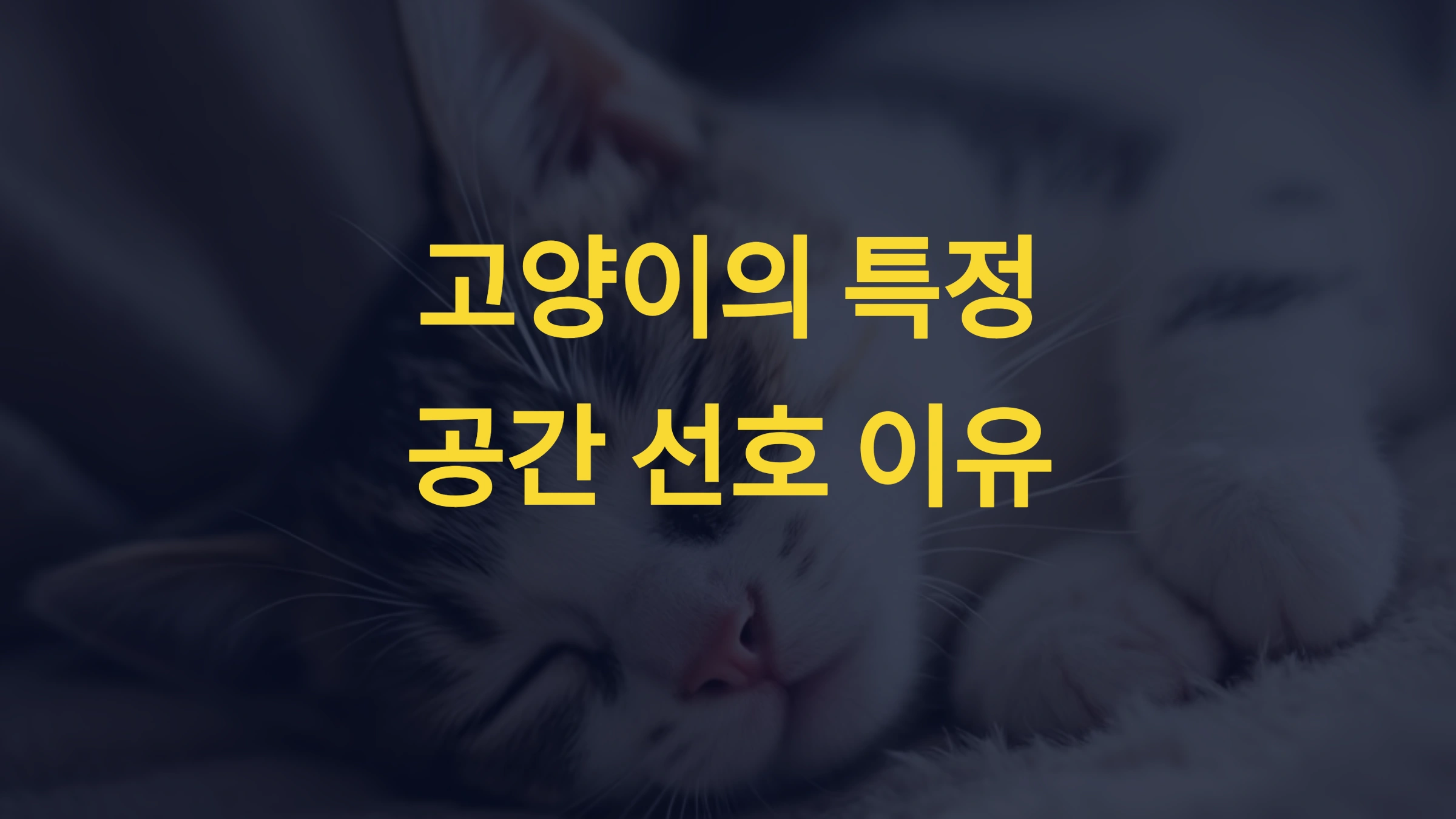 고양이가 특정 공간에서만 자는 이유