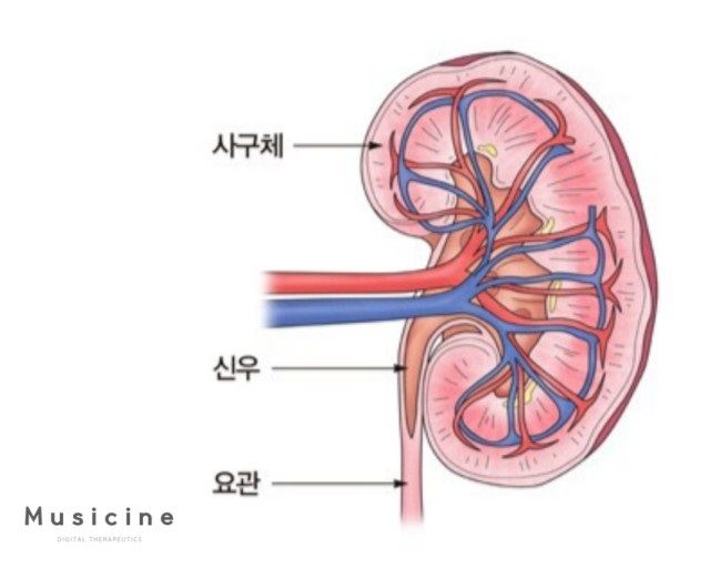 크레아티닌 수치가 높으면