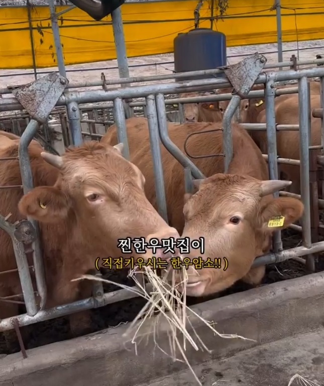 백반기행-영동-한우농장-영동정육식당