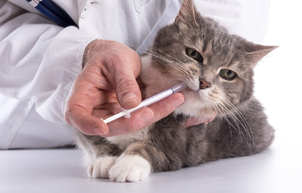 수의사와 약을 먹는 고양이 사진.