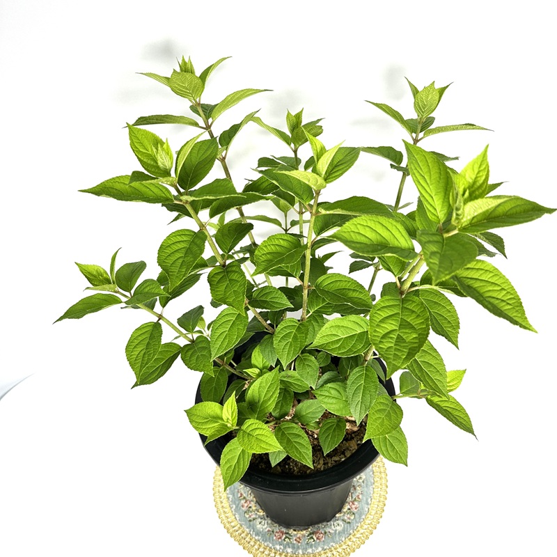 수국 라임라이트 키우기 삽목