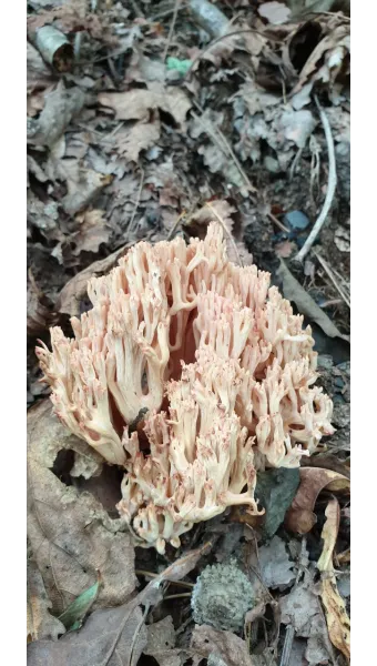 싸리버섯 채취시기종류 정보를 정리_10